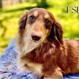 Dachshunds from Rita Shepherd-Fear