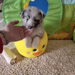 Shetland Sheepdog Puppies from Spring Valley shelties
