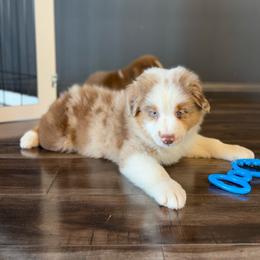 Zen - Red merle male Australian Shepherd puppy in Richmond, Texas from Big Zen Aussies