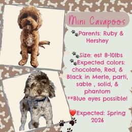 Cavapoo puppies from Harper Haven Cavapoos & Doodles