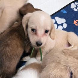 Gohlke 3000 - Cream male Dachshund puppy in Gatesville, Texas from CJ's Dach Dynasty