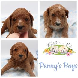 Goldendoodle Puppies from Two Ps in a Pod