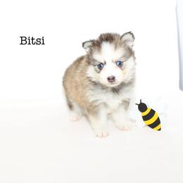 Bitsi - Wolf sable female Pomsky puppy in Murfreesboro, Tennessee from Middle Tennessee Pomskies