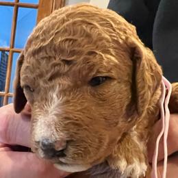 Ginger - Apricot female Labradoodle puppy in Kimball Township, Michigan from Kelly’s Doodles