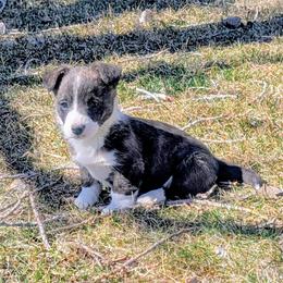 Emerald - Brindle and white female Cardigan Welsh Corgi puppy in Hotchkiss, Colorado from Bell S Ranch
