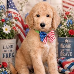 Penny - Apricot female Goldendoodle puppy in Yuciapa, California from AlltheDoodlez_