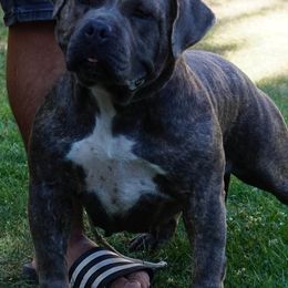 American Bullies from Lunatic Kennels