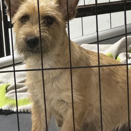 Miniature Schnauzer and Norwich Terrier All Grown Up from Parker Place  Puppies (Mini schnauzers and Norwich Terriers)