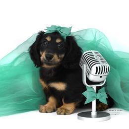 Marley - Black and tan female Dachshund puppy in Flint, Texas from Legacy Lane Dachshunds