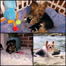 Yorkshire Terrier Puppies from Mountain Magic Yorkies