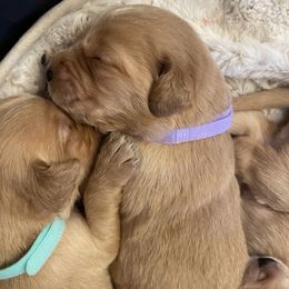 Golden Retriever Puppies from Tradershire Goldens