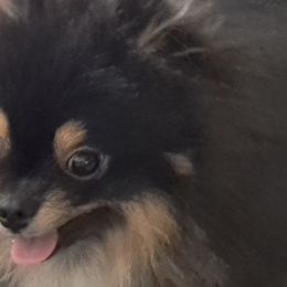 Pomeranians from BEL-FRE POMERANIANS