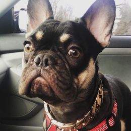 French Bulldogs from Central Ohio Frenchies