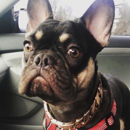 French Bulldogs from Central Ohio Frenchies