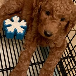 Goldendoodle Puppies from Cooley Doodles