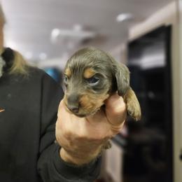 Dachshund Puppies from A&R Dachshund