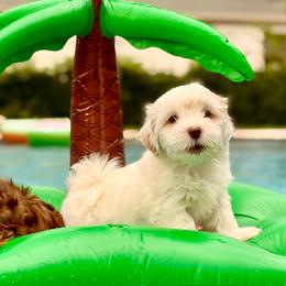 Olaf - White male Havanese puppy in Orlando, Florida from Pixie Dust Havanese