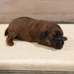 Jade - Red female Whoodle puppy in West Bend, Iowa from Blue Skies Terriers