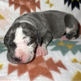 Alexandria - Blue female Great Dane puppy in Scottsburg, Virginia from Virginia Great Danes