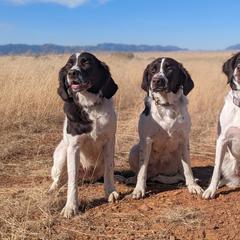 Drentsche Patrijshond All Grown Up from Meliora Drentsche Patrijshonden