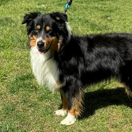Cash - Black tri-color male Australian Shepherd puppy in Clover, South Carolina from Jo’s Aussies