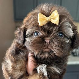 Aria is priced at 3250 - Liver female Shih Tzu puppy in Kempner, Texas from Shih Tzu Reign