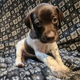 5 - Georgia - Liver and white female German Shorthaired Pointer puppy in Meriden, Kansas from Hull's GSPs