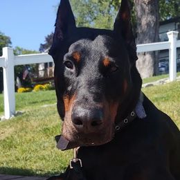 Doberman Pinschers from Dom Feliksa Dobermanns