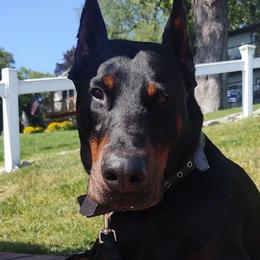 Doberman Pinschers from Dom Feliksa Dobermanns