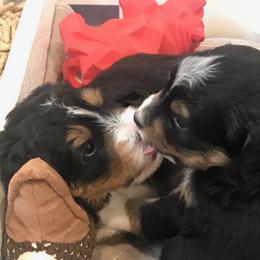 Bernedoodle, Goldendoodle, and Sheepadoodle Puppies from Country Meadow Doodles