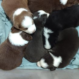 Miniature Australian Shepherd Puppies from Midnitestar Aussies and Training