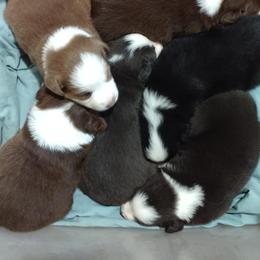 Miniature Australian Shepherd Puppies from Midnitestar Aussies and Training