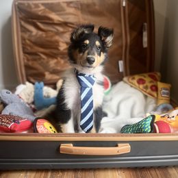 Beast (Prince Adam) - Black white and tan male Collie puppy in Chilhowie, Virginia from Jolly Collies & Kingdom Elite Yorkshire Terriers