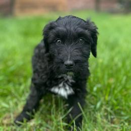 Meteor - Black and white male Aussiedoodle puppy in Columbia Falls, Montana from Firefly Aussies & Aussiedoodles