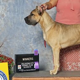 Hagrid - Cane Corso