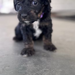 Luna - Black and tan female Cockapoo puppy in Draper, Utah from Mair Family