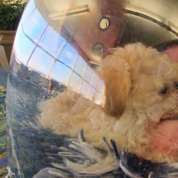 Aussiedoodle, Poodle, and Toy Australian Shepherd Puppies from Heartland Ranch