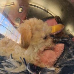 Aussiedoodle, Poodle, and Toy Australian Shepherd Puppies from Heartland Ranch