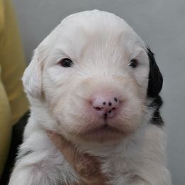 Robert - Black and white male Old English Sheepdog puppy in Sutherlin, Oregon from Sapphire Eyes Sheepdogs
