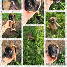 Girl 3 - Brindle female Boxer puppy in Hopkins, Michigan from Truax Farms