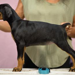 Light Blue Collar - Black and rust female Doberman Pinscher puppy in Santa Clarita, California from Riviera Dobermans
