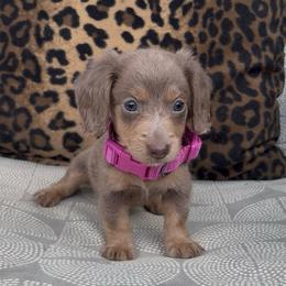 Amaretto 3,000 - Fawn (isabella) and tan female Dachshund puppy in Barbourville, Kentucky from The Bossy Doxie Farm