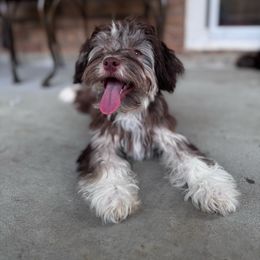 Eevee - Havanese