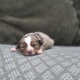 Brandy - Red merle female Miniature Australian Shepherd puppy in Killen, Alabama from Wilkers Wholehearted Mini Aussies