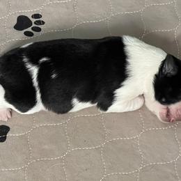 Border Collie Puppies from Roaring River Border Collies