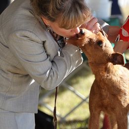 Irish Terrier Puppies from Thornton's Terriers
