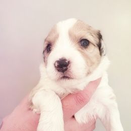 Aussiedoodle Puppies from Silverton Doodles