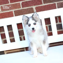 Ellie - Gray and white female Pomsky puppy in Murfreesboro, Tennessee from Middle Tennessee Pomskies