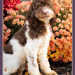 Rue - Brown and white female Cockapoo puppy in Connersville, Indiana from Deaz Doodle Ranch