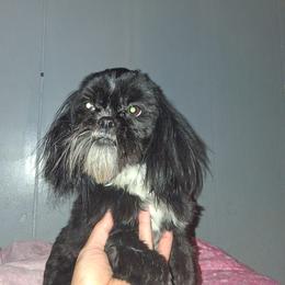 Bentley - Black and white male Shih Tzu puppy in Birmingham, Alabama from K&D kennels